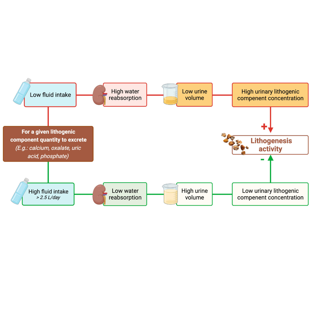 Lithogenesis Activity — Hydration & Stone Formation